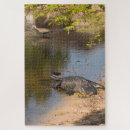 Suche nach alligator puzzle Krokodil