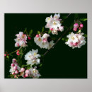 Suche nach rosa apfelblüten poster Weiß