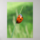 Suche nach marienkäfer poster Tier