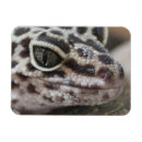 Suche nach gecko magnete Reptil