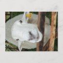 Suche nach sheep postkarten Tiere