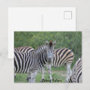 Suche nach safari postkarten Zebra