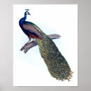 Suche nach indisch poster Pfau