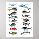 Suche nach tropical fish poster Fisch