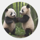 Suche nach kleiner panda aufkleber Wald