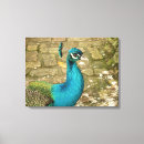 Suche nach peacock leinwandbilder Grün
