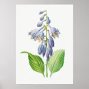 Suche nach hosta poster Blau