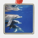 Suche nach delfine ornamente Meer