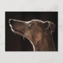 Suche nach whippet postkarten Haustier