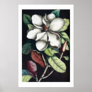 Suche nach weiße magnolie poster Schwarz