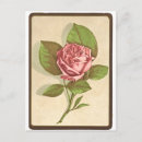 Suche nach alte rose postkarten Blätter