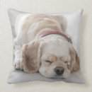 Suche nach cocker spaniel kissen Haustiere