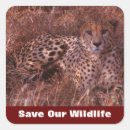 Suche nach cheetah aufkleber Punkte