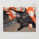 Suche nach wütende katze postkarten Schwarz
