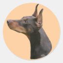 Suche nach schutzhund aufkleber Dobermann