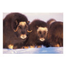 Suche nach moschusochse poster Wildtiere