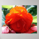 Suche nach federn poster Blüte