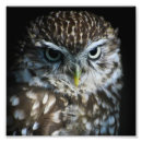 Suche nach eulenbilder poster Eulen foto