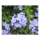 Suche nach plumbago poster Blumen