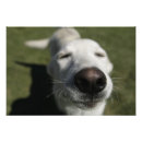 Suche nach weißer labrador retriever poster Hund