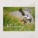 Suche nach puffins postkarten Vögel