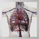 Suche nach organ anatomie poster 3d