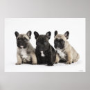 Suche nach unschuld poster Baby