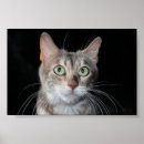 Suche nach bengalische poster Kätzchen