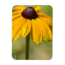 Suche nach gelbe augen magnete Natur