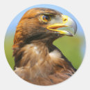 Suche nach goldener adler aufkleber Raubvogel