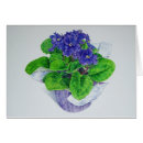 Suche nach usambaraveilchen Violett