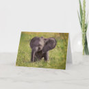 Suche nach kenya karten Elephant calf