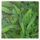 Suche nach regenwald fliesen Nationalpark