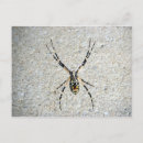 Suche nach bein postkarten Spinne