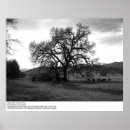 Suche nach rinde poster Baum