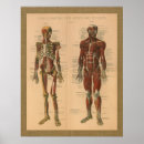 Suche nach skeleton bones kunst poster Anatomy