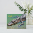 Suche nach florida alligator postkarten Reptil