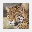 Suche nach tierliebhaber magnete Zoo