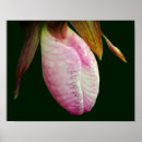 Suche nach orchideen blume poster Rosa