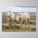 Suche nach cody poster Pferd