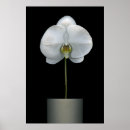 Suche nach flower poster Blossom