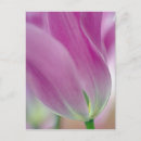 Suche nach keukenhof gärten postkarten Natur