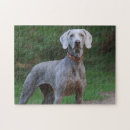 Suche nach weimaraner hund puzzle Welpen