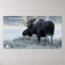 Suche nach dokumentarisch poster The wild canadian year