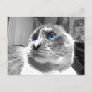 Suche nach katze mit blauen augen postkarten Fotografie