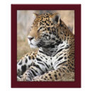 Suche nach jaguar foto poster Natur