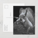 Suche nach squirrel postkarten Eichhörnchen