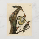 Suche nach flicker poster Vogelvogel