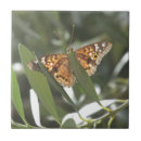 Suche nach gepunktete fliesen Schmetterling