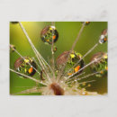 Suche nach wassertropfen postkarten Blume